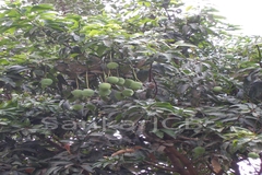 Mangifera indica